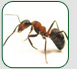 Ant