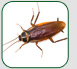 Cockroach